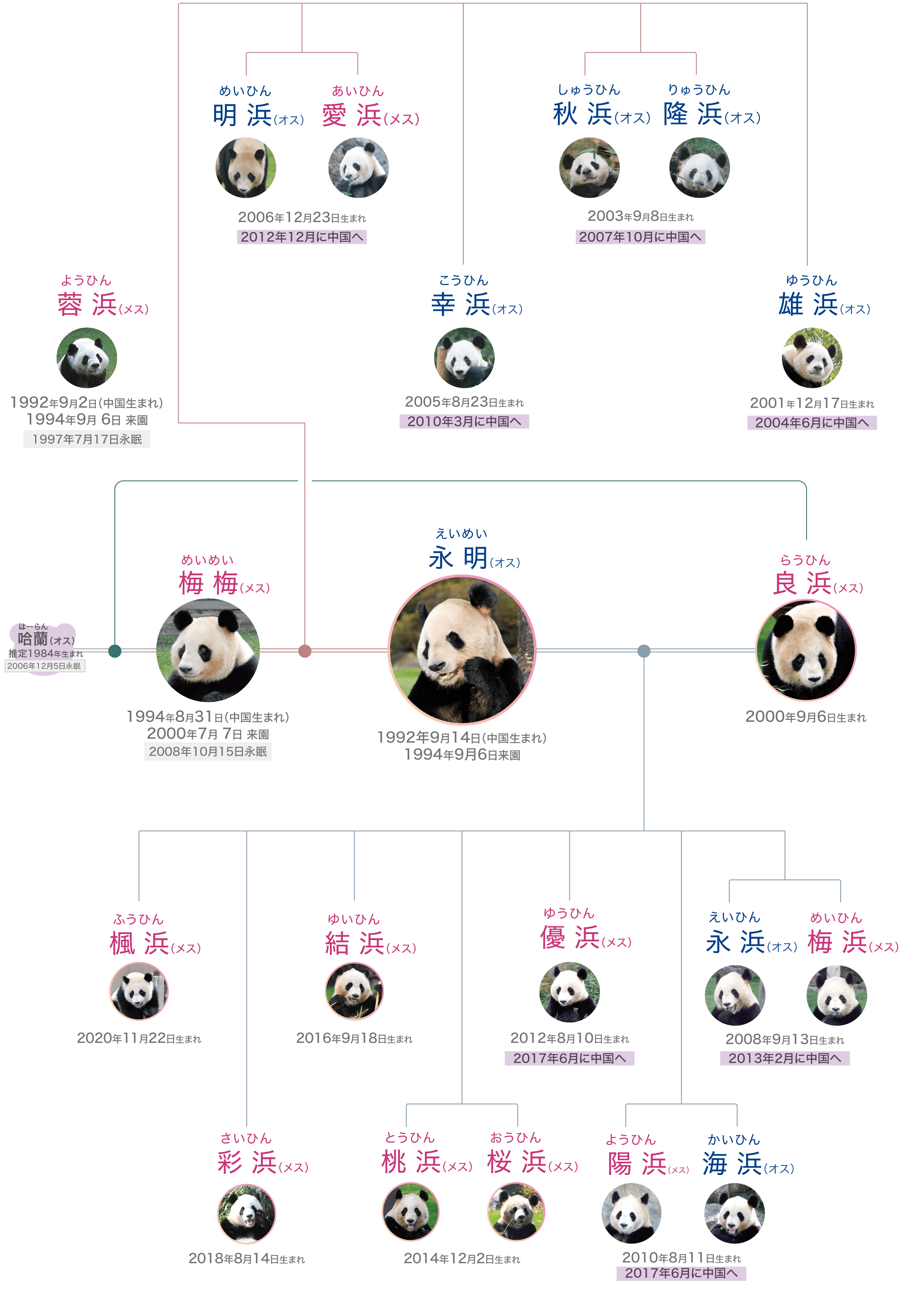 アドベンチャーワールド ジャイアントパンダ家系図